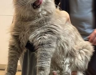 Smokey e Giulio