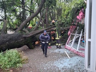 Il giardino Piera Pattani è stato chiuso al pubblico per la caduta di un albero
