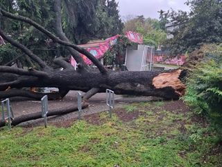 Il giardino Piera Pattani è stato chiuso al pubblico per la caduta di un albero