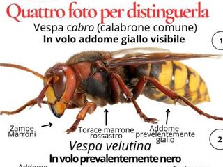Un esemplare di vespa velutina