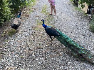 OhLindo, Elsa e alcuni dei loro cuccioli