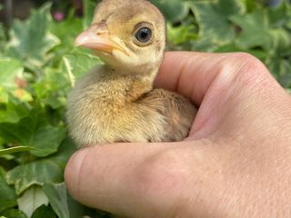 OhLindo, Elsa e alcuni dei loro cuccioli