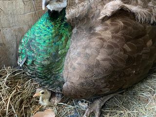 OhLindo, Elsa e alcuni dei loro cuccioli