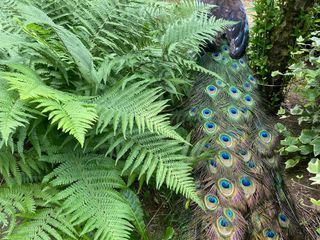 OhLindo, Elsa e alcuni dei loro cuccioli