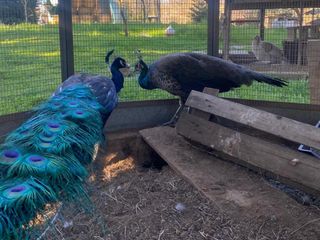OhLindo, Elsa e alcuni dei loro cuccioli