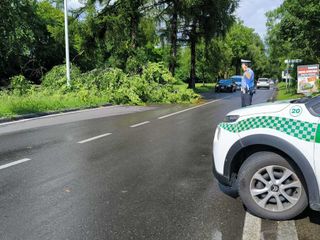 Albero caduto al principio di viale Gabardi, dopo la rotonda a 8 Albero caduto al principio di viale Gabardi, dopo la rotonda a 8