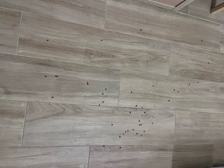 L'invasione di mosche dentro le case di Olgiate Olona