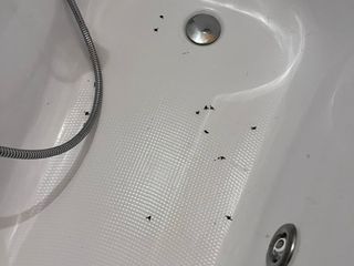L'invasione di mosche dentro le case di Olgiate Olona