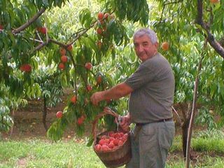 Luigi Colombo al lavoro tra le pesche di Monate Luigi Colombo al lavoro tra le pesche di Monate