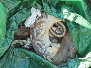 Uno dei resti dei pitoni (foto dai social) Uno dei resti dei pitoni (foto dai social)