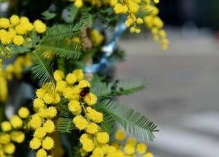 8 marzo, l'Abc della mimosa: perché si regala, dove nasce e come conservarla