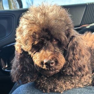 Ritrovata la barboncina smarrita ad Olgiate