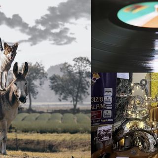 EVENTI DEL WEEKEND. Sant'Antonio e gli animali protagonisti. Ma sarà anche tempo di patronale, premi e riflessioni