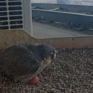 Falchi pellegrini del “Pirellone”, Giulia ha deposto il primo uovo dell’anno Falchi pellegrini del “Pirellone”, Giulia ha deposto il primo uovo dell’anno