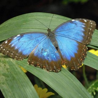 Negli Usa ci sono sempre meno farfalle: il 22% è &quot;sparito&quot; in 20 anni