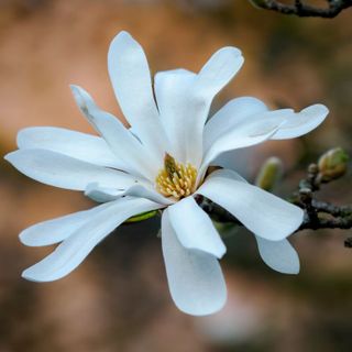 Avanza la primavera (Foto Gianluca Bertoni)