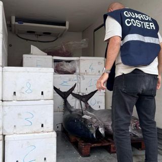 Il tonno sequestrato dagli agenti della Capitaneria di Porto Guardia Costiera di Genova