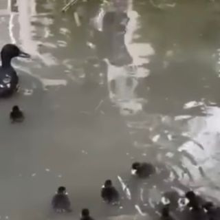 Un'immagine del video dell'Enpa Milano