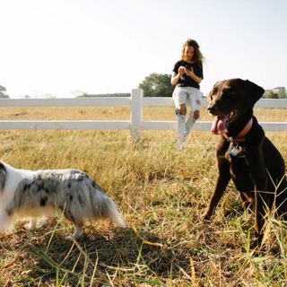 Tutti i Segreti degli Antiparassitari per Cani: Guida Completa