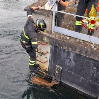 Capriolo nel canale: salvato dai vigili del fuoco