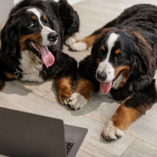 Migliorare la Digestione dei Nostri Amici Animali con Florentero Act