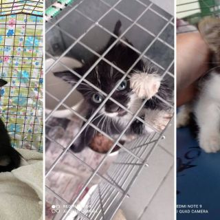 (foto da ilSaronno.it)