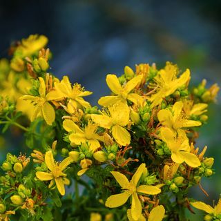 Di erbe, leggende e segreti tra le famiglie di Busto