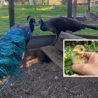 OhLindo, Elsa e alcuni dei loro cuccioli OhLindo, Elsa e alcuni dei loro cuccioli