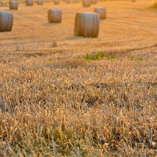 “Austu: ul su al vò'n dul buscu” - “Agosto: il sole va nel bosco”