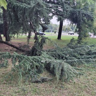 Ramo precipitato al parco Rimembranze