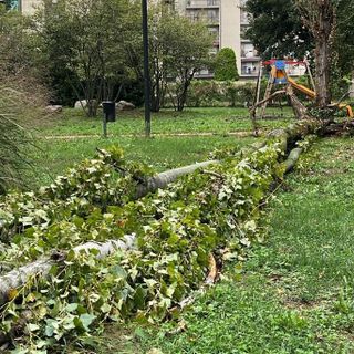 Busto, cade un albero nel parco Carlo Maria Piazza