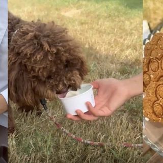 Una coccola per rinfrescare anche Fido alla gelateria “Il Dolce Sogno”