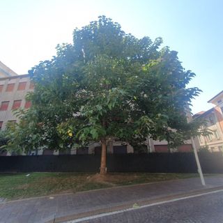 Da cinque anni la paulownia svetta nel ricordo delle vittime dei bombardamenti atomici