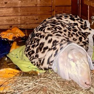 La pecora gravemente ammalata trovata nei boschi di Arsago Seprio