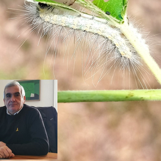 Massiccia presenza di insetti a Busto, nuove segnalazioni. Ma il Comune rassicura