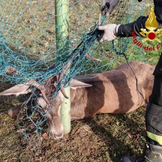 FOTO. Cervo resta impigliato con le corna a una rete alla Rasa: liberato dai vigili del fuoco