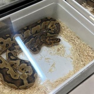 Presidio di protesta a Esotika Pet Show