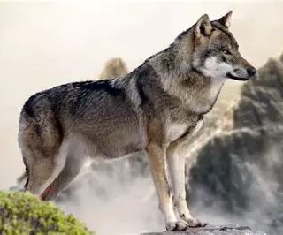 “In marcia coi lupi” al Lux per il Cai