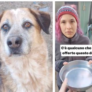 Il canile di Busto sfodera i suoi latin lover: lasciatevi conquistare