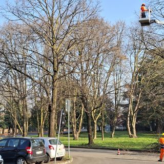 Castellanza, al via la manutenzione straordinaria del verde