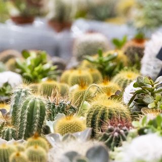 Gardenium torna a MalpensaFiere: la seconda edizione della fiera dedicata al verde e al giardinaggio