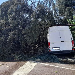Indicazioni per le richieste sugli abbattimenti degli alberi