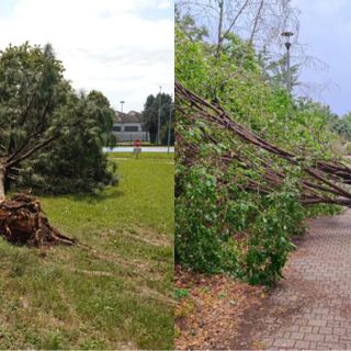 Alberi caduti a Busto. Tallarida: «È stato un evento fuori dal normale»