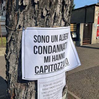 Cartelli di protesta per le potature. Tallarida: «Questione di sicurezza»