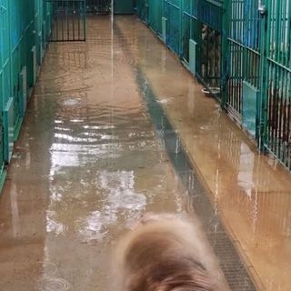 Il nubifragio devasta anche l’associazione Emi Onlus: «Box dei cani con 15 centimetri d'acqua, siamo allo stremo»