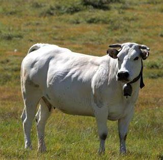 Il varesino Alessandro Testa nel nuovo consiglio degli allevatori della Razza Bovina Piemontese