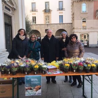 Più di 8mila e 500 primule per la giornata della vita