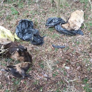 Le carcasse abbandonate in sacchi di plastica