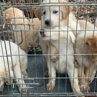 Busto: cucciolata abbandonata vicino MalpensaFiere. VIDEO