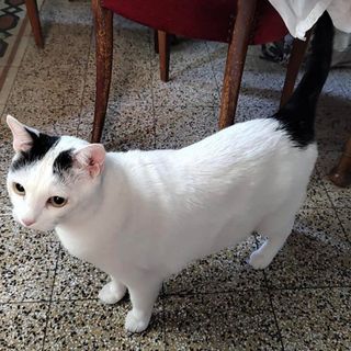 Luigi, 7 anni, cerca casa - Foto dal gruppo Fb Gallarate è...